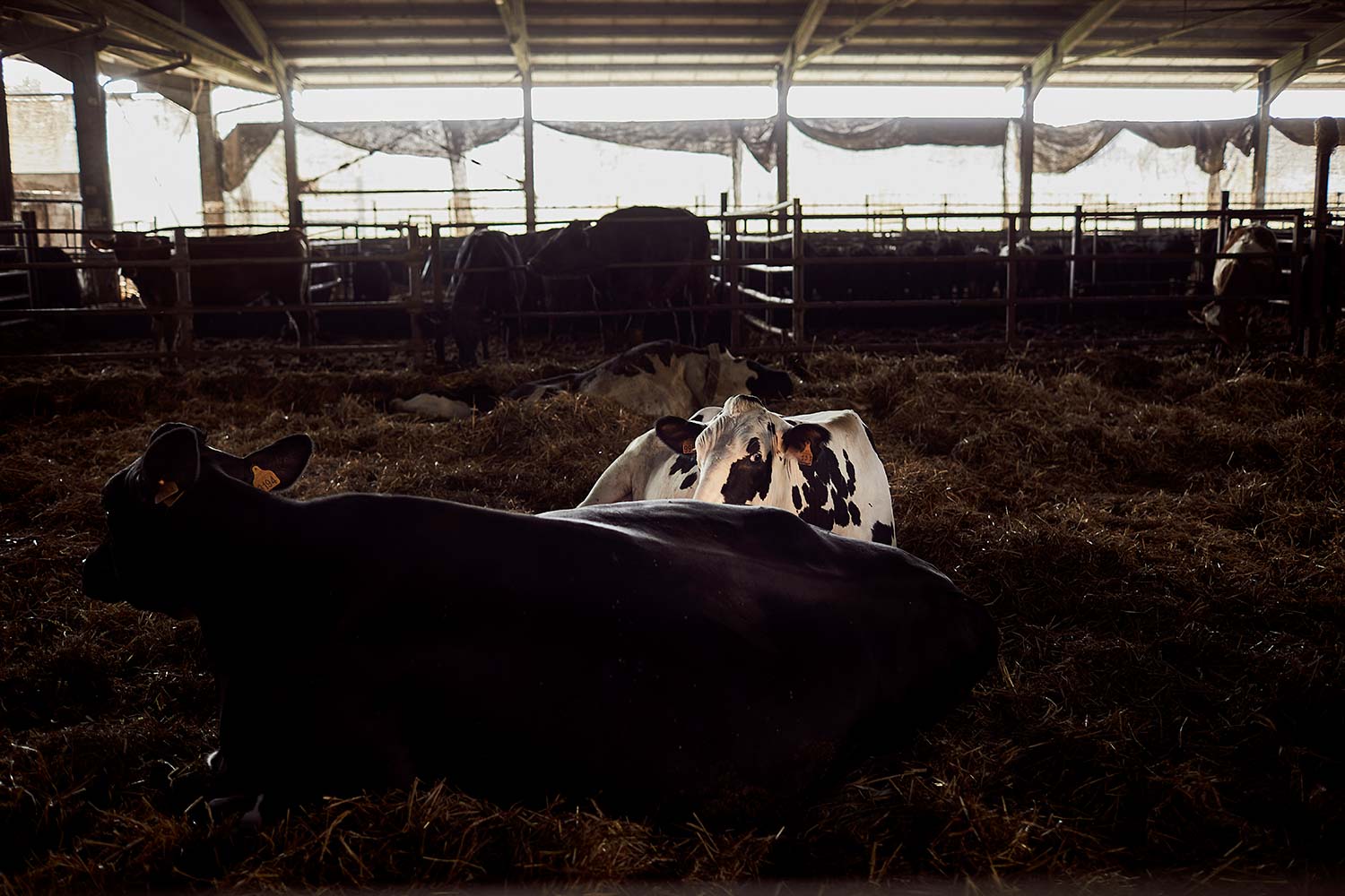 Ritratti aziendali da fotografo commerciale Treviso, Vicenza Bassano Padova e Venezia e reportage aziendale azienda agricola Mogliano Veneto con foto di agricoltura biologica naturale e stile luce controllata