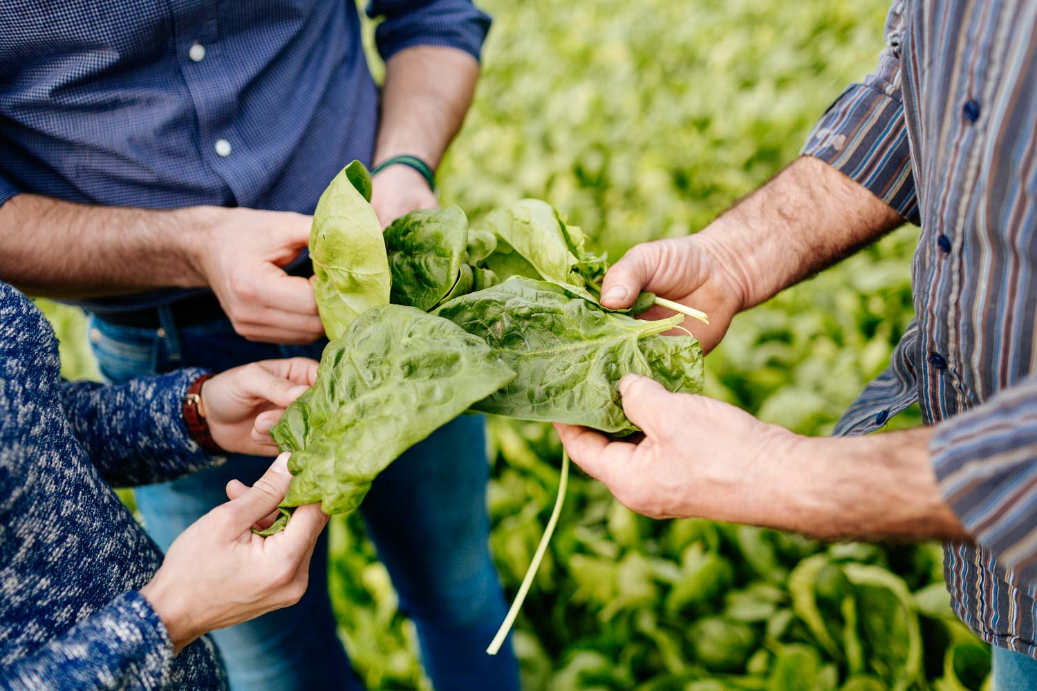 Fotografo reportage aziendale corporate agricoltura