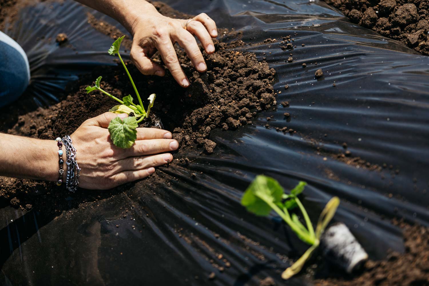 Fotografo campagna pubblicitaria findus in reportage aziendale immagine corporate e pubblicitario per agenzia di pubblicità con foto di campi coltivati e coltivazioni agrarie e ritratti fotografici di persone che lavorano la terra.