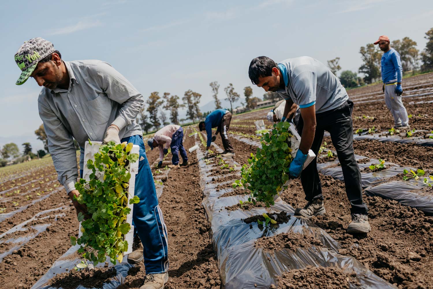 Fotografo reportage aziendale corporate agricoltura